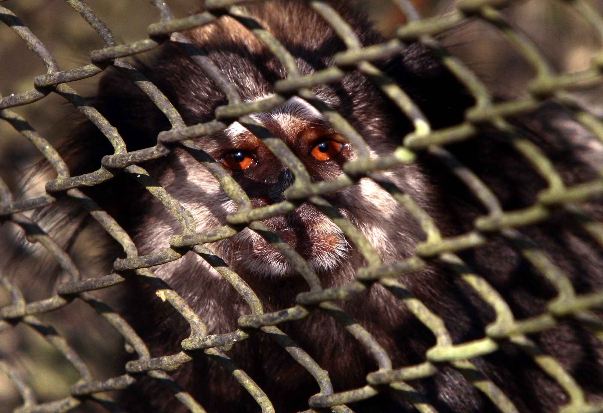 Parque Ecológico Cotia-Pará em SP fechado desde 2025 vai ganhar revitalização 