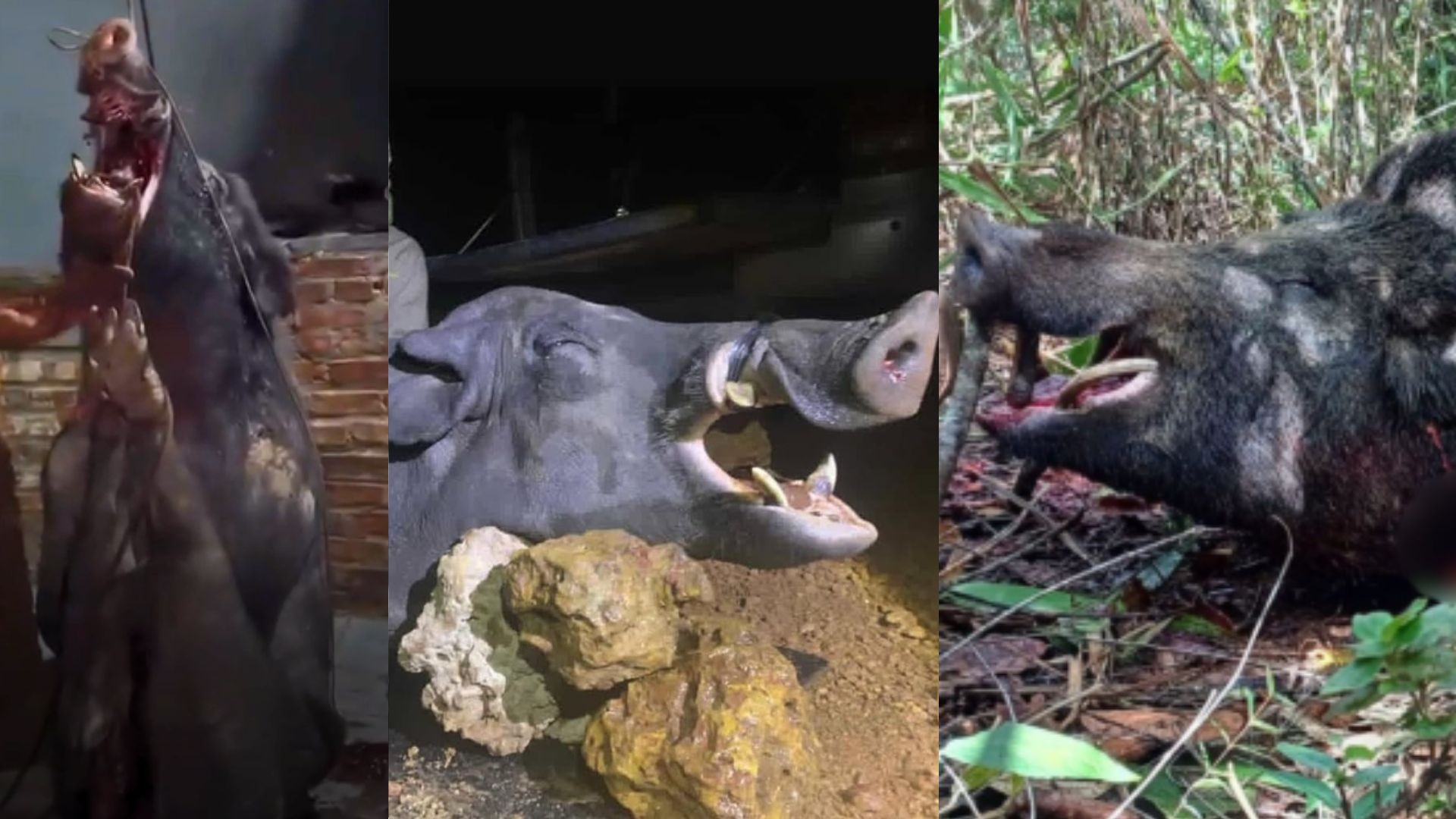 Caça de javali e javaporco para controle da população é aprovada em Minas Gerais; entenda o que muda