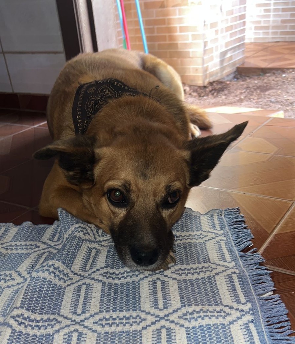Cachorro é morto com tiro de espingarda de pressão em MT — Foto: Arquivo pessoal
