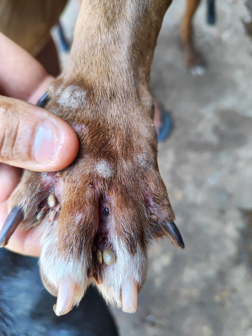 Na residência, os agentes encontraram três cães presos a correntes muito curtas — Foto: Polícia Ambiental
