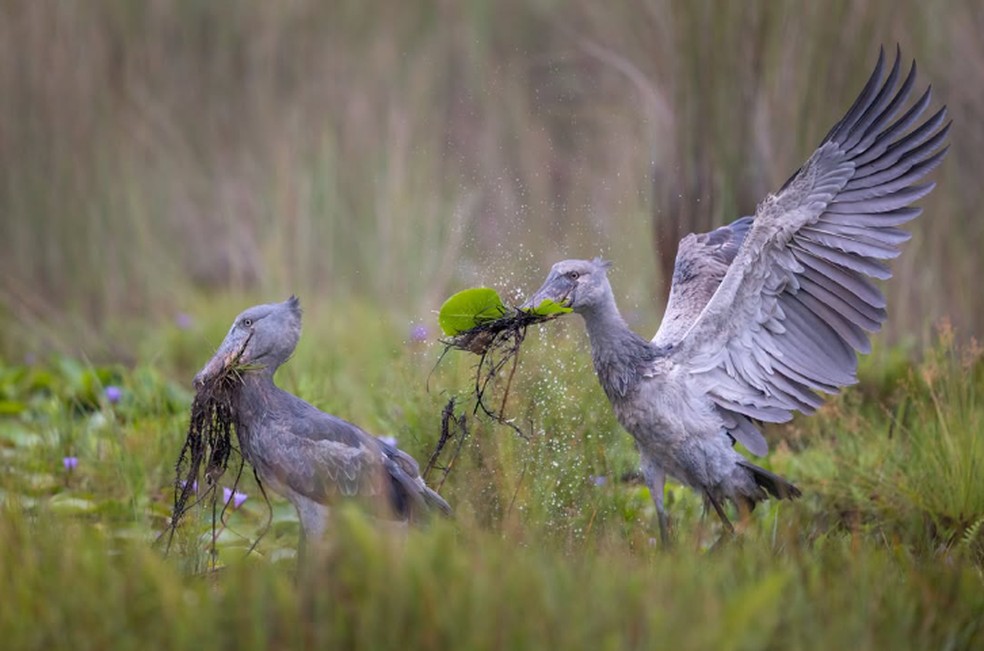 Cegonhas-bico-de-sapato venceu a categoria Aves para Isak Pretorius — Foto: Isak Pretorius