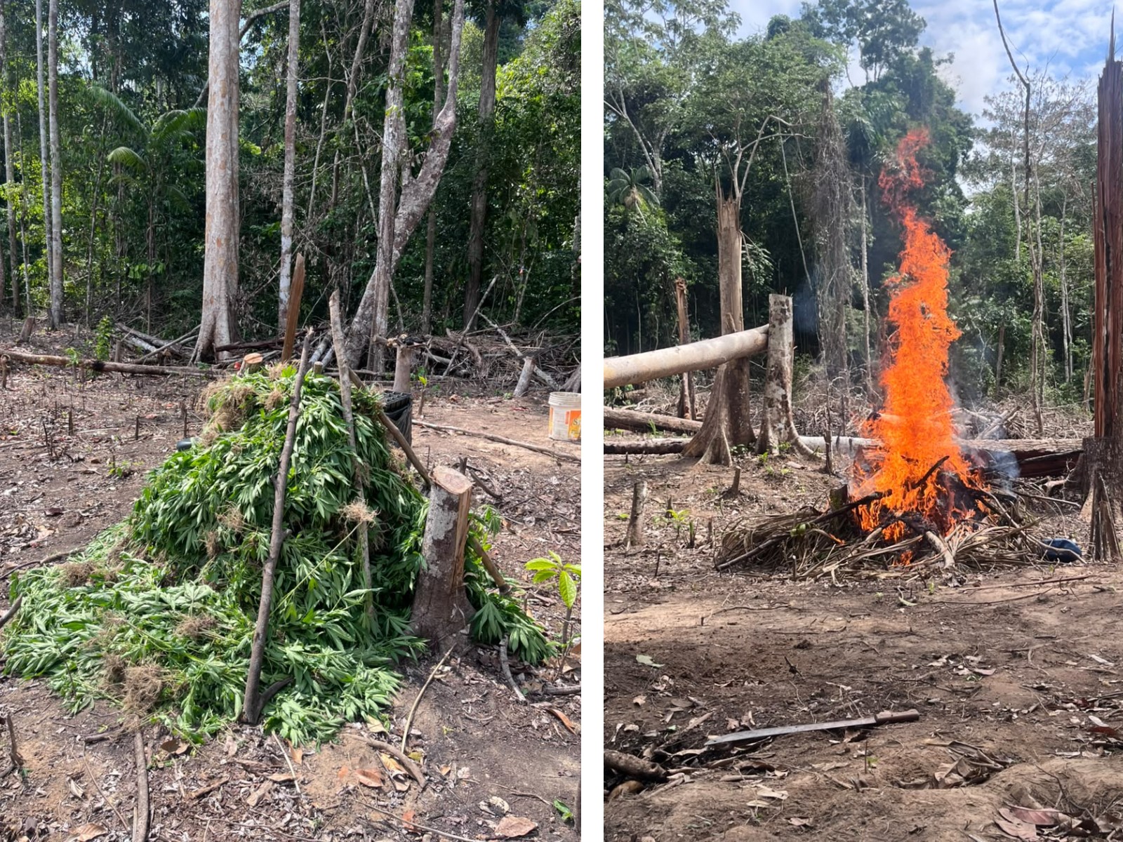 VÍDEO: Dois mil pés de maconha são destruídos em reserva ambiental no Acre