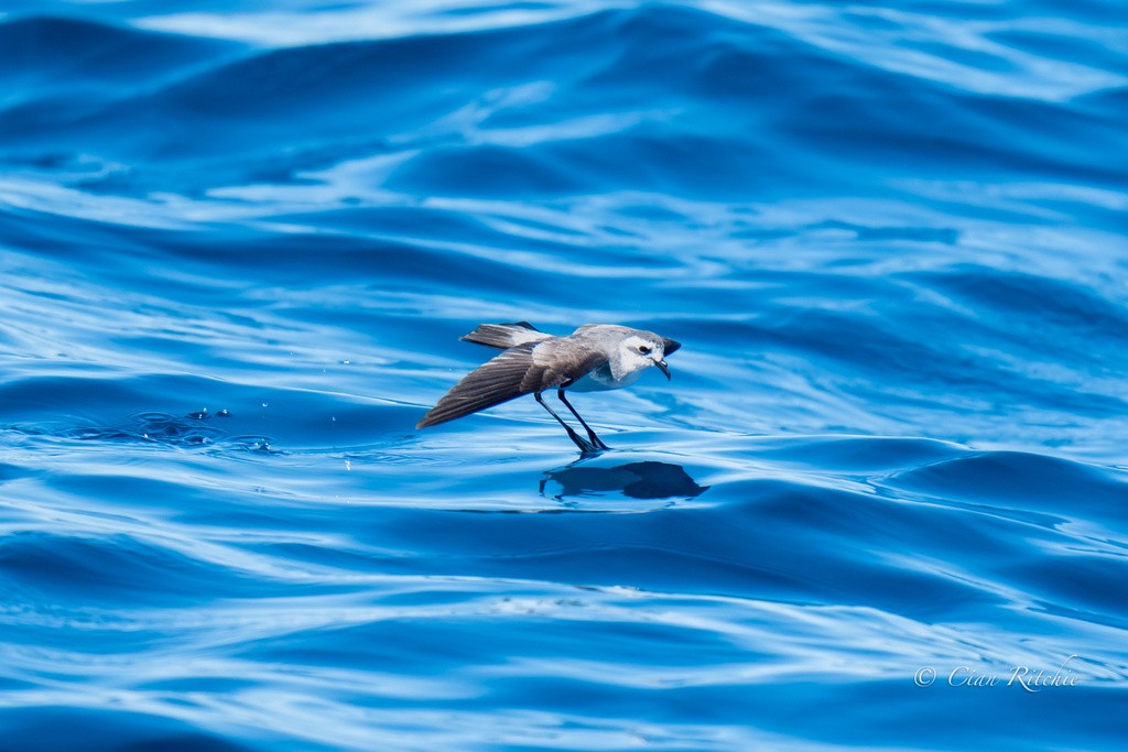 13 novas espécies de aves marinhas são registradas no litoral de São Paulo