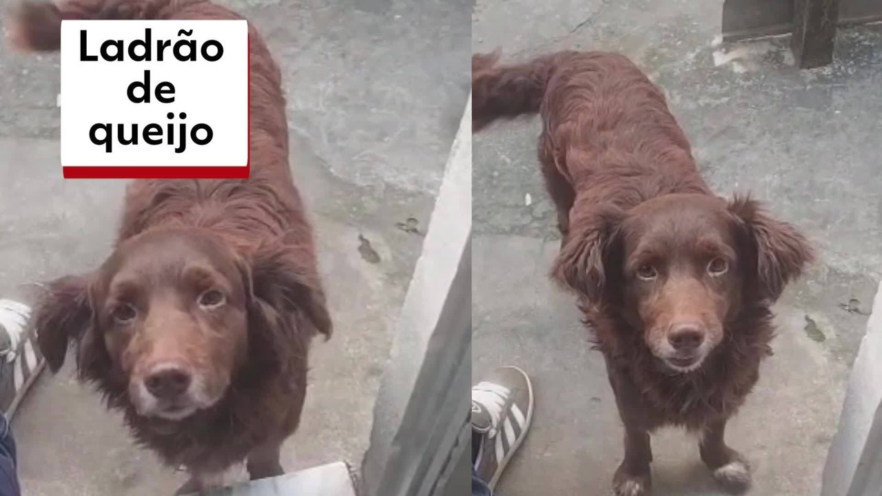 VÍDEO: cachorro surpreende família ao voltar para casa com pacote de queijo
