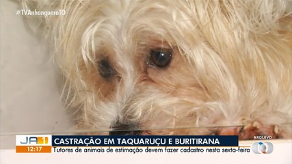 Ação para castração gratuita de cães é realizada em Taquaruçu e Buritirana