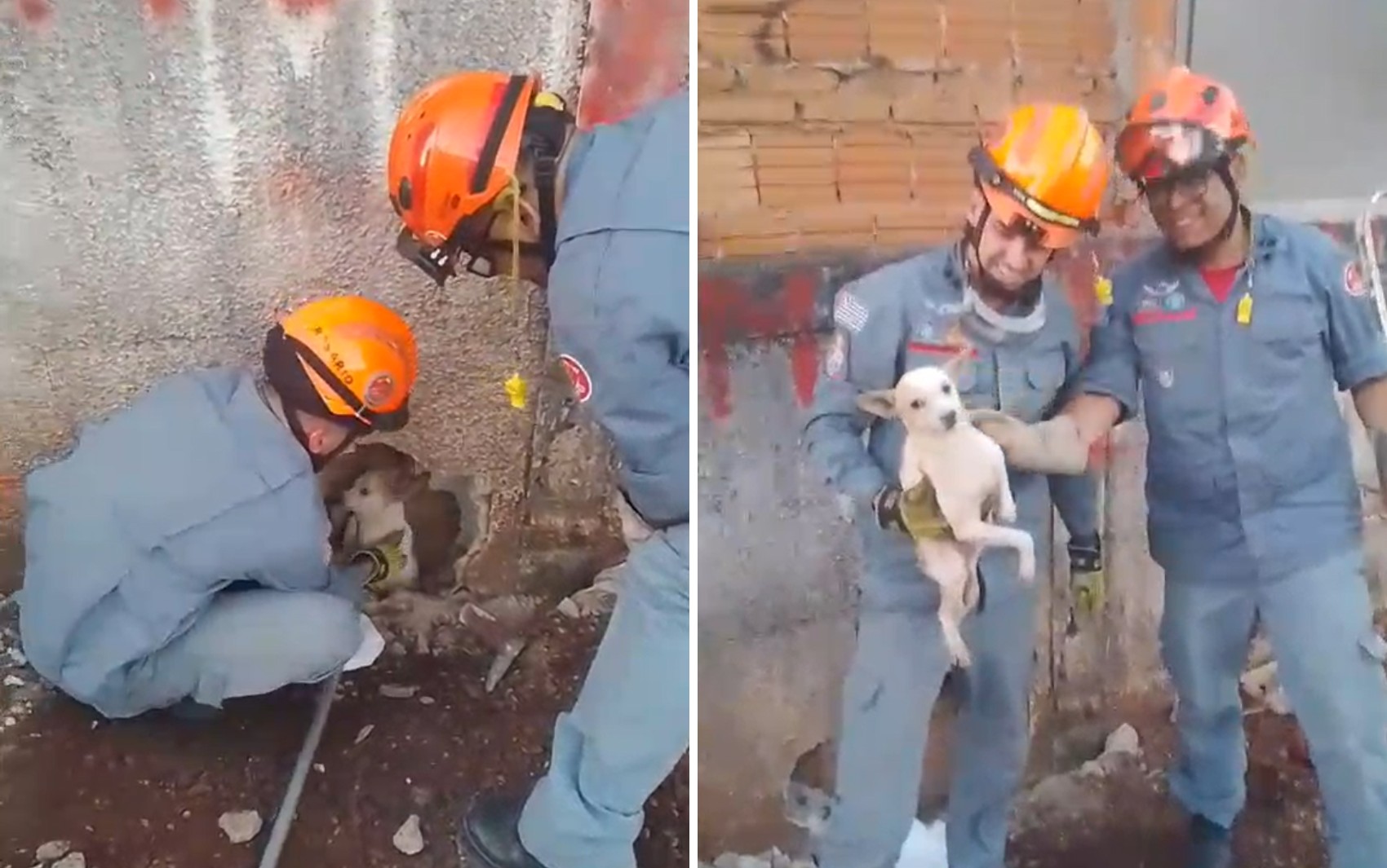 Vídeo: veja momento em que cachorro entalado em vão entre muros é resgatado em Serrana, SP