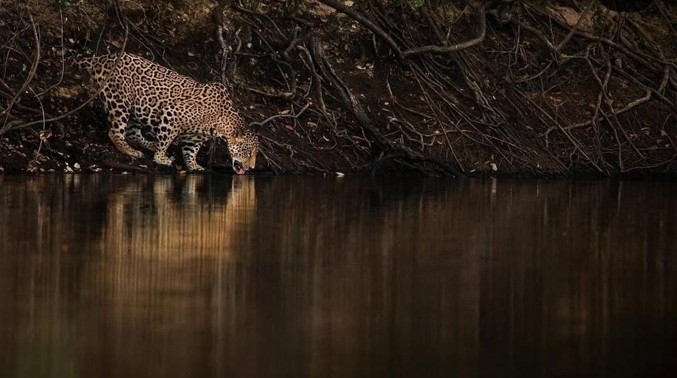 Onça-pintada fotografada por André Bittar no Pantanal. — Foto: Arquivo pessoal/André Bittar