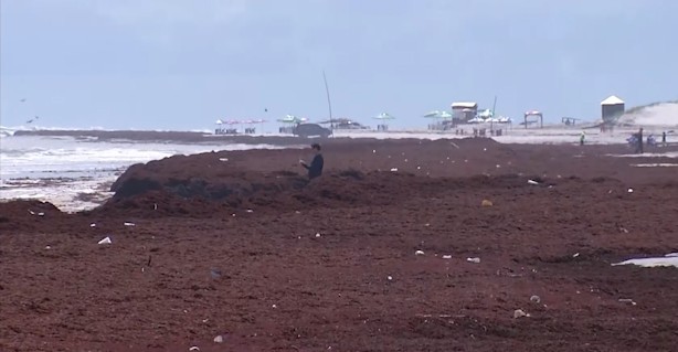 Toneladas de algas são retiradas de praia no Pará; fenômeno tem abrangência internacional, diz pesquisador