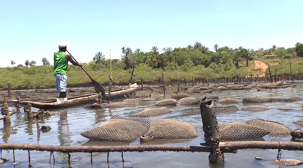 Moradores da Baía do Iguape são defensores da natureza, de onde tiram o sustento. — Foto: TV Globo/Reprodução