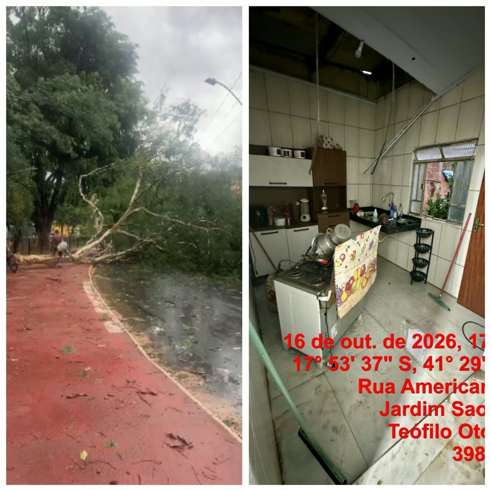 Temporal causou queda de árvore e danificou casas — Foto: Reprodução