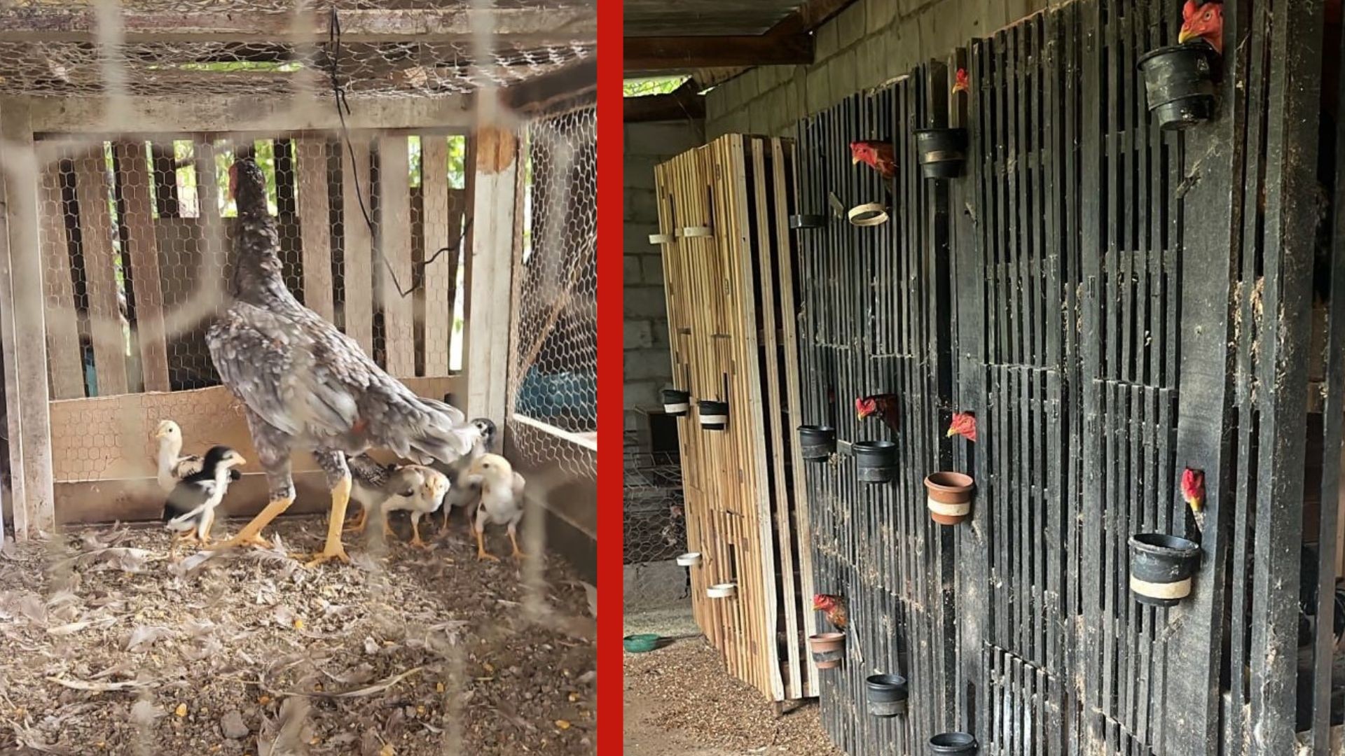 Homem é preso por manter rinha de galos em MT; 14 animais com ferimentos são resgatados