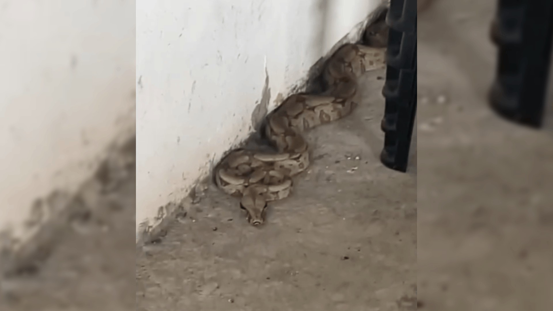 VÍDEO: Jiboia é resgatada pela Defesa Civil em quintal de casa no interior de SP