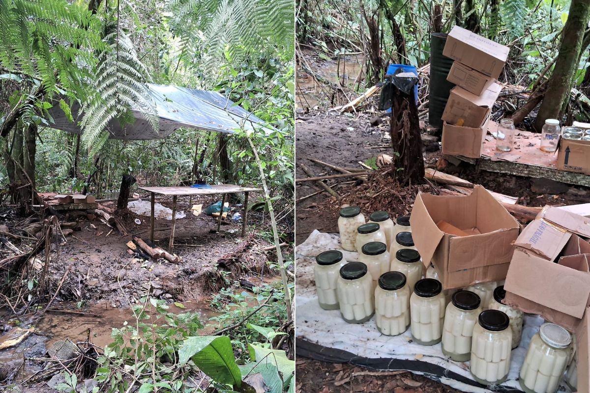 Polícia Ambiental desativa fábrica clandestina de palmito ameaçado de extinção no interior de SP