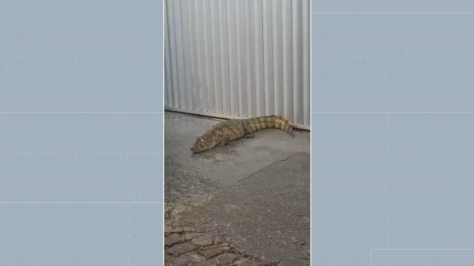 Jacaré aparece em frente de casa em rua de Olinda e é resgatado por bombeiros; VÍDEO