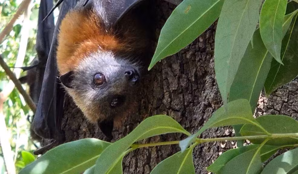 Raposa-voadora da espécie Pteropus poliocephalus — Foto: aquaoz / iNaturalist