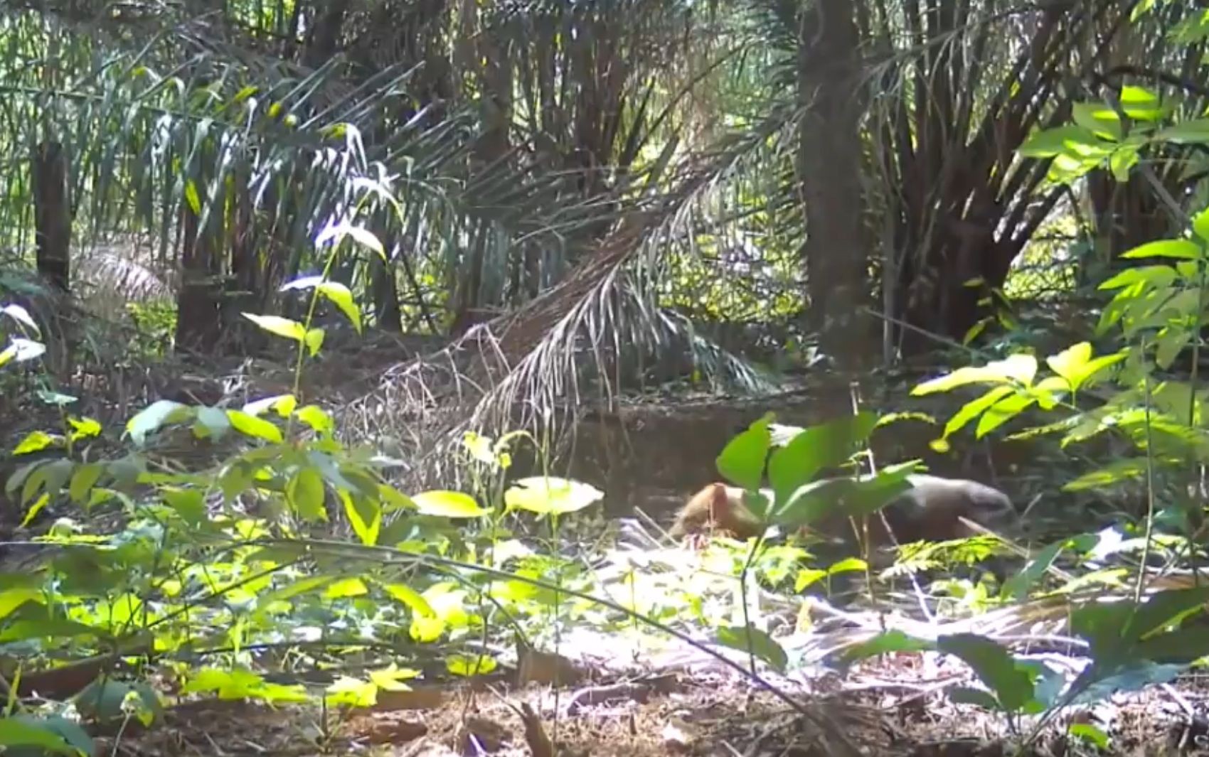 Animal raro e ameaçado de extinção, cachorro-vinagre é visto em Goiás; vídeo