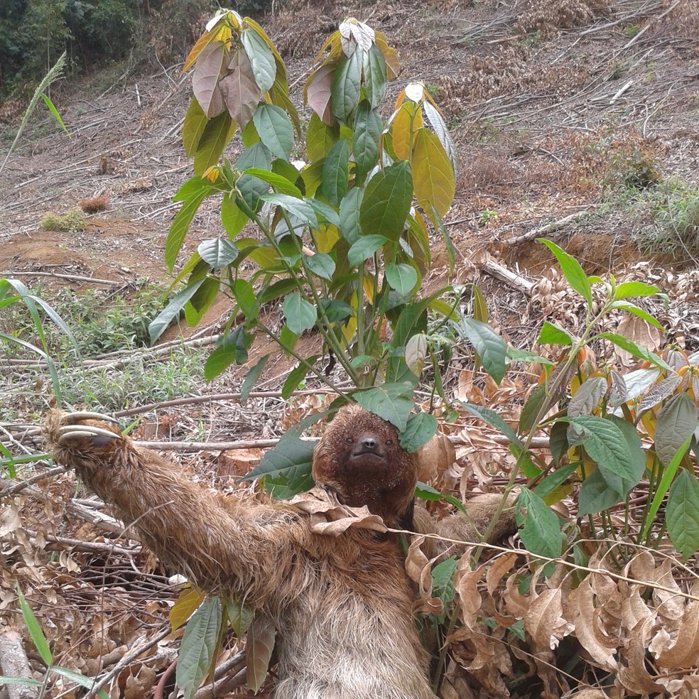 Preguiças dependem das árvores para desempenhar todas as suas atividades diárias — Foto: Paloma Santos