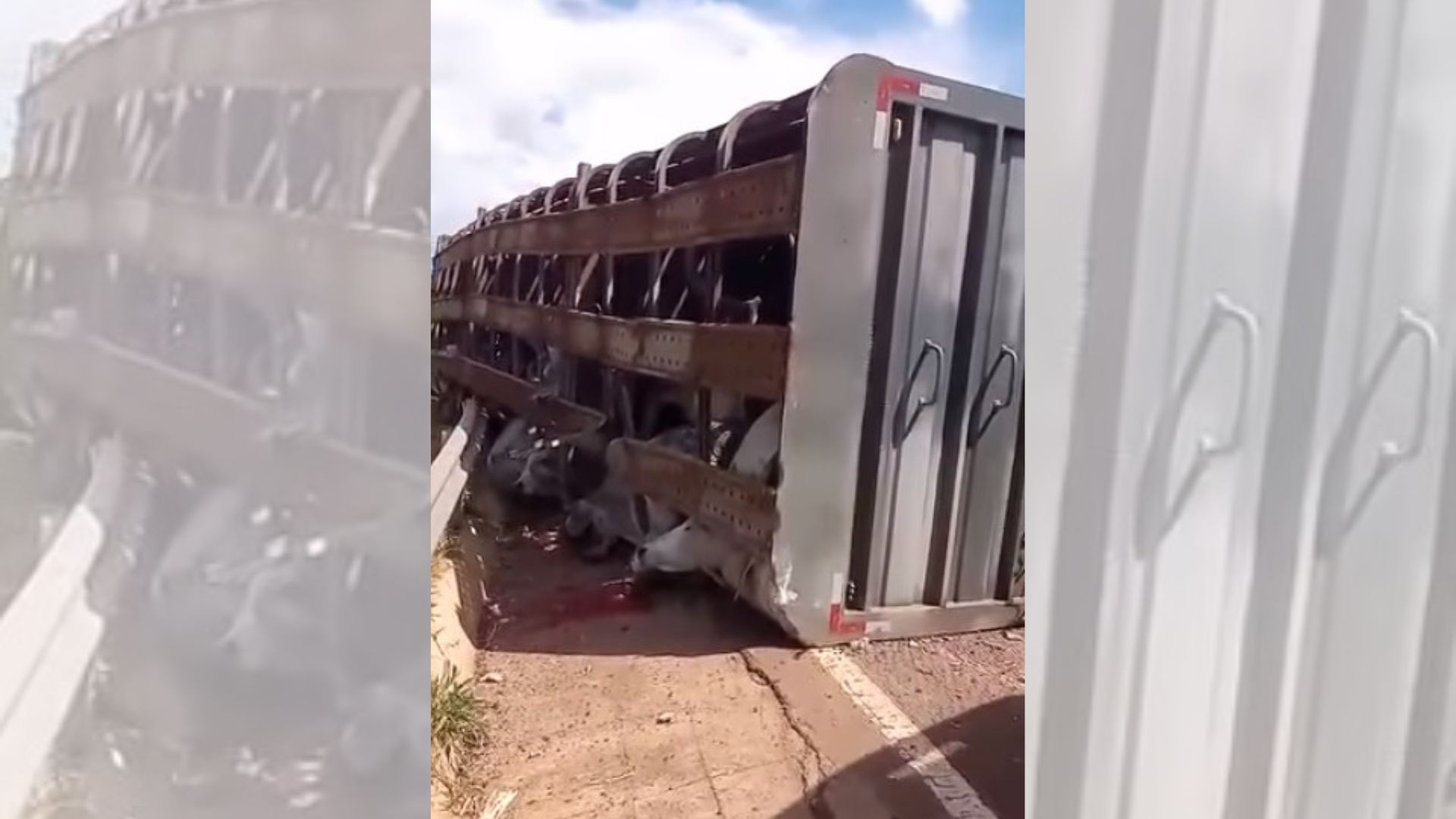 Caminhão carregado com bovinos tomba em rodovia de Itaju e três animais morrem