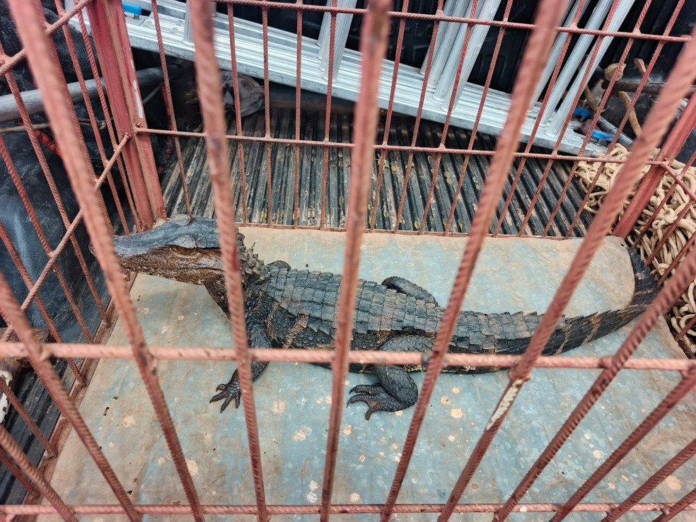 Jacar&eacute; &eacute; resgatado em rua de Mira Estrela (SP) &mdash; Foto: Divulga&ccedil;&atilde;o / Defesa Civil