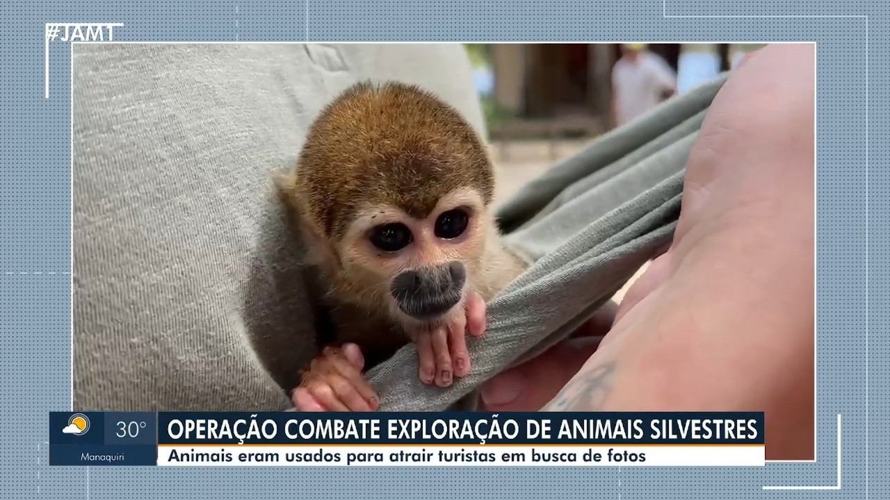 Operação combate turismo ilegal que cobrava R$ 20 por fotos com animais silvestres no AM