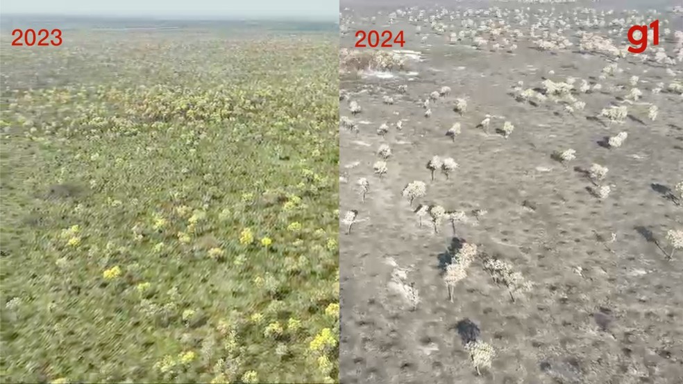 Antes e depois do fogo no Pantanal em 2024. — Foto: Reprodução