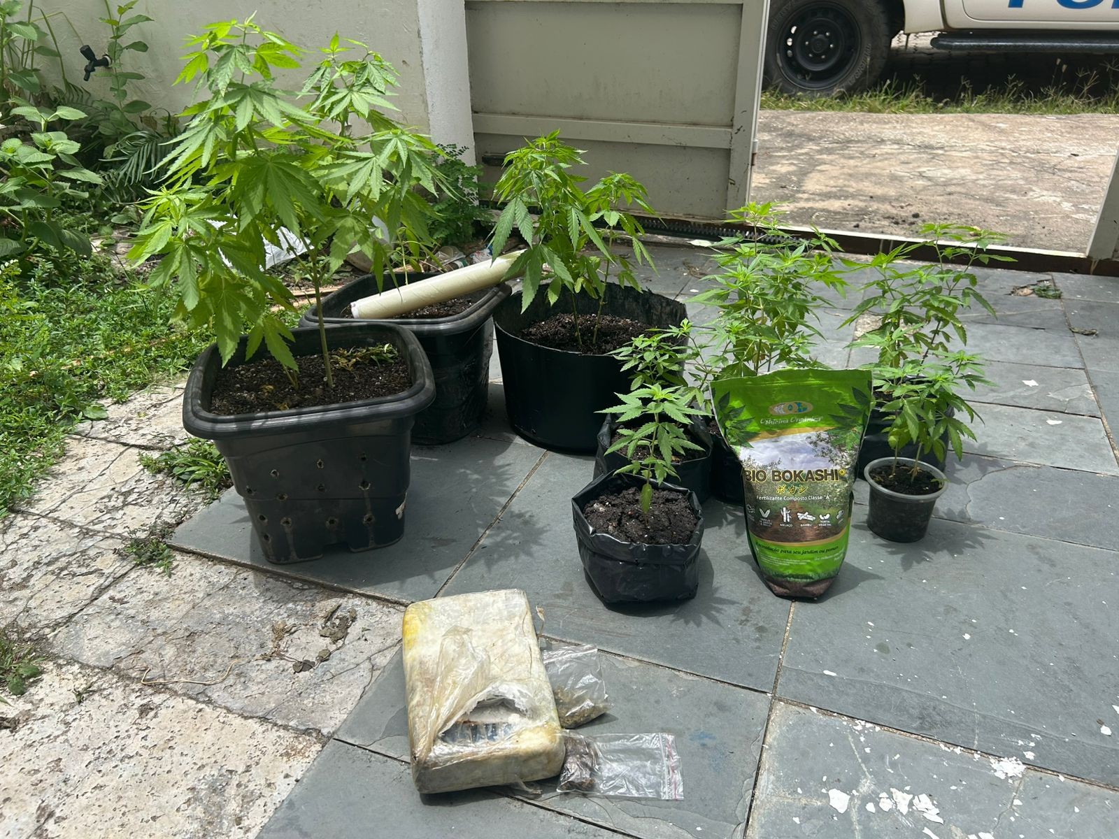 PM apreende pés de maconha em quarto e barra de cocaína escondida sob sofá em Governador Valadares