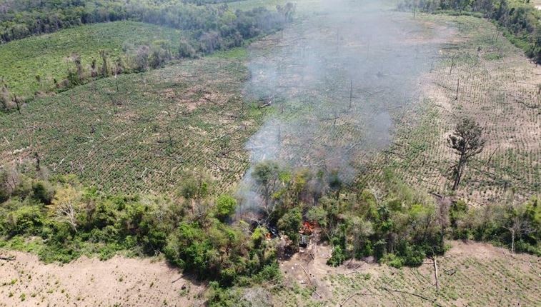 Plantação com milhares de pés de maconha é destruída e cinco pessoas são presas, na Paraíba