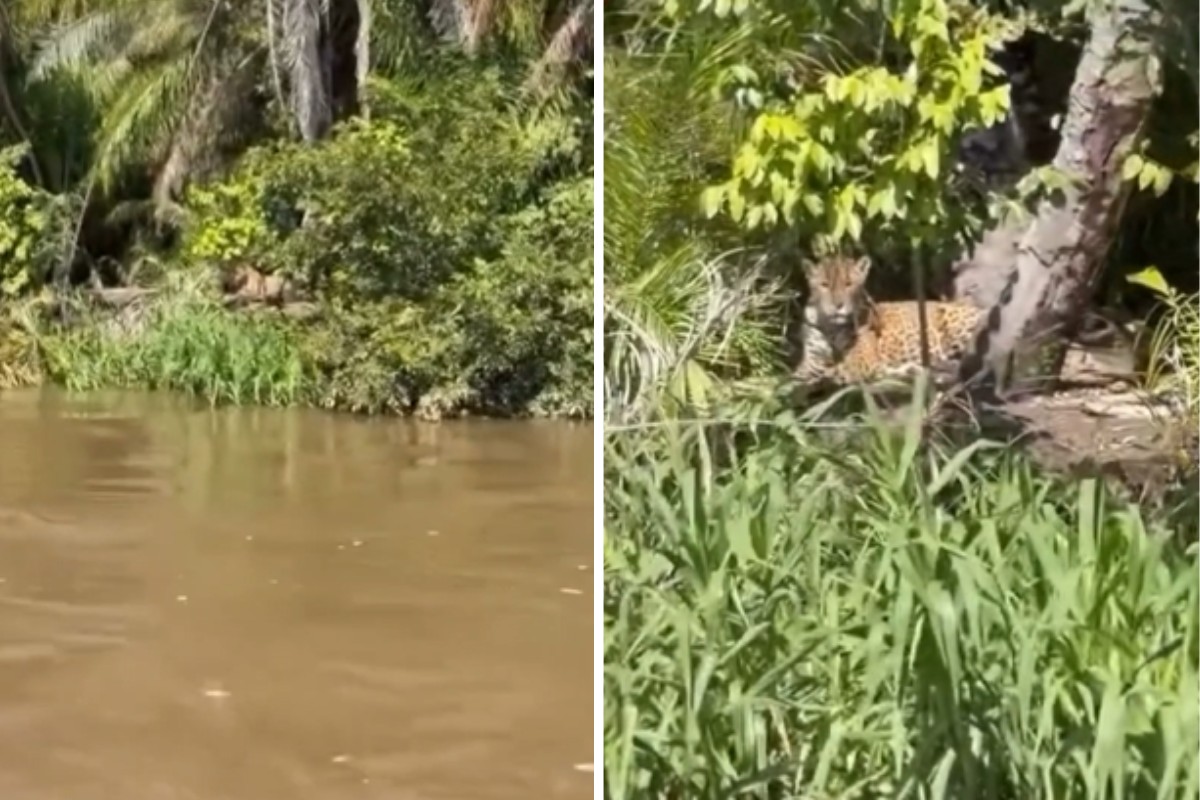 Casal de onças-pintadas surpreende pescadores no Pantanal: 'Chega arrepiar'