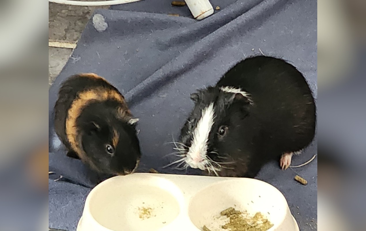 Hamster, porquinho da índia, coelhos, ratos e mais: veterinário fala sobre cuidados necessários com pequenos mamíferos em dias frios