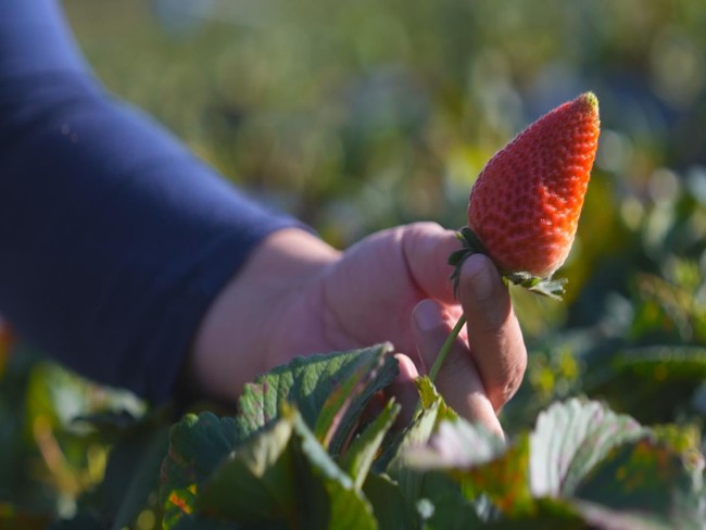 Morango está em pico de safra em Piedade