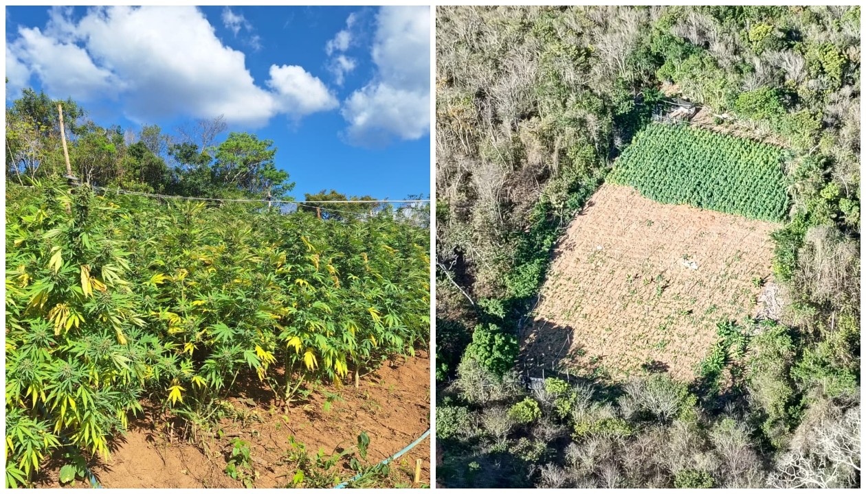 Vídeo: Polícia destrói plantação com até 15 mil pés de maconha em serra do Ceará
