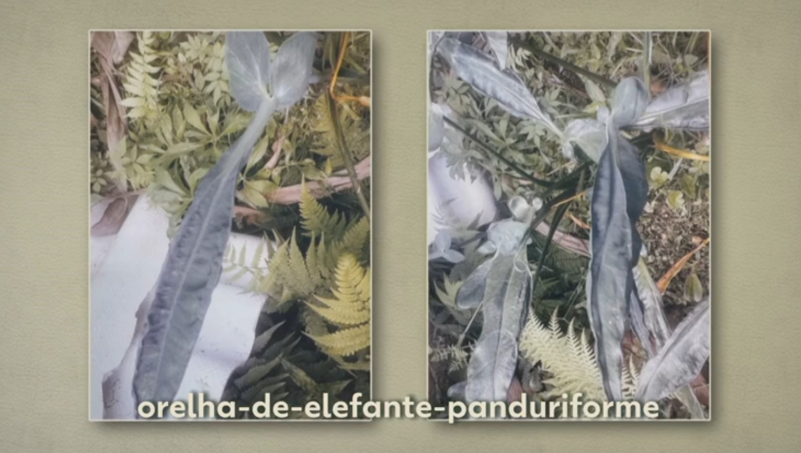 moradora encontra planta misteriosa no quintal, e especialista alerta que espécie é tóxica — 'Orelha-de-elefante'
