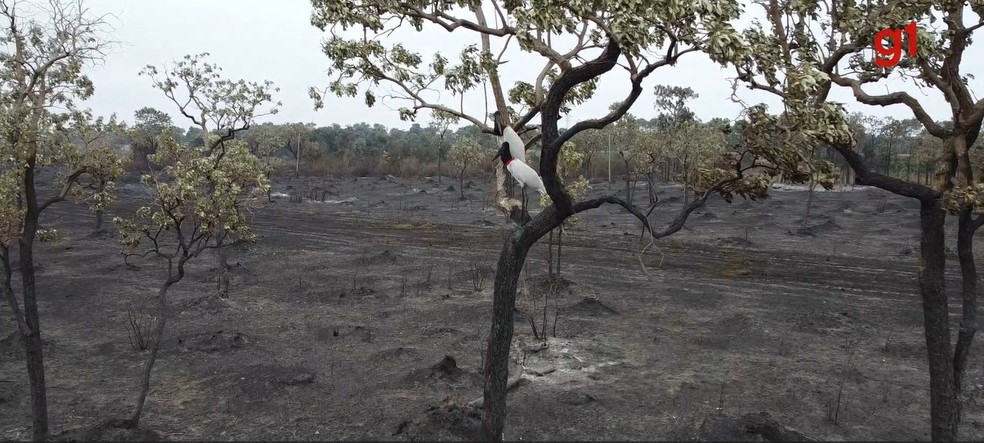 Casal de tuiuiú em árvore devastada no Pantanal — Foto: Ariovaldo Dantas