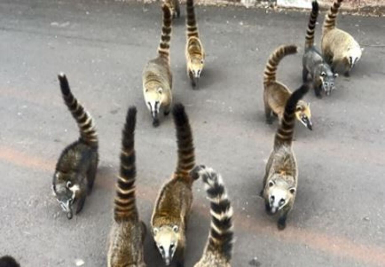 Bando de quatis invade bairro em São Carlos e surpreende moradores com 'festa' em quintais e lixeiras