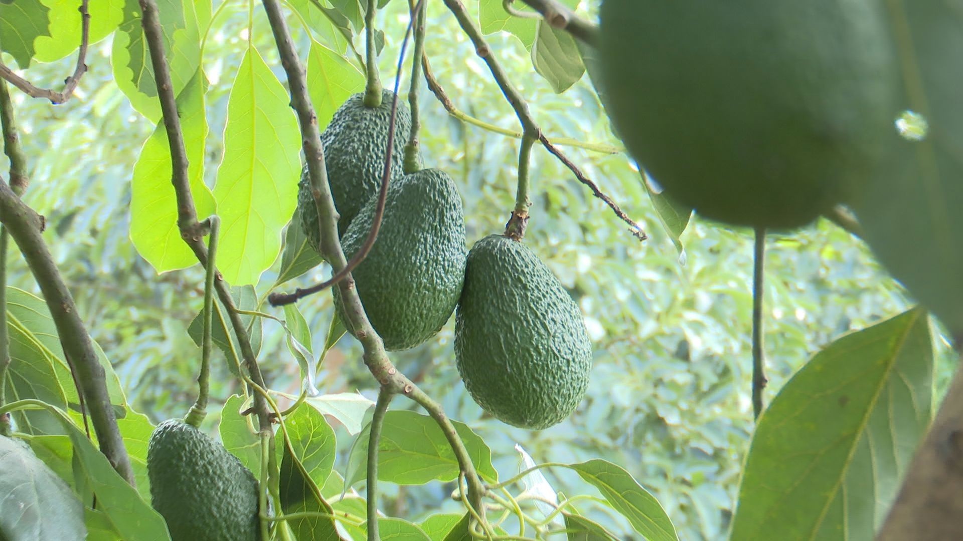 Produtores do Paraná apostam no avocado para exportação