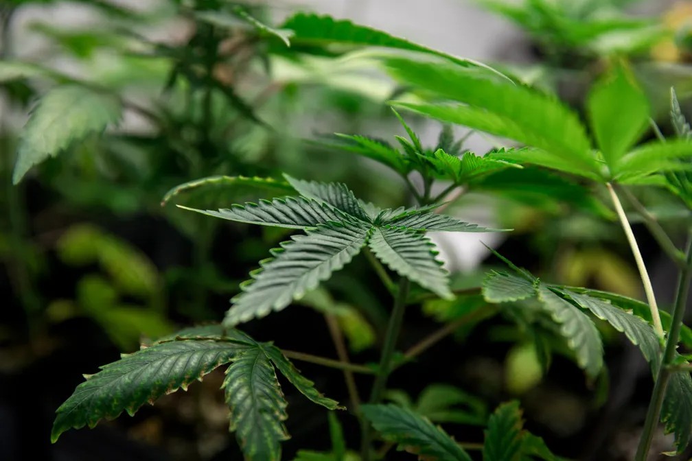 Pesquisa com cannabis no Brasil esbarra em burocracia e falta de insumos, apontam universidades