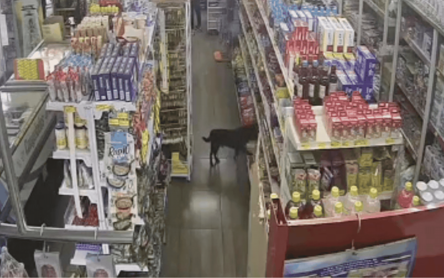 Cachorro vira figura conhecida em mercado após 'furtar' pacotes de pão em SP: 'Deu fome ele vem'