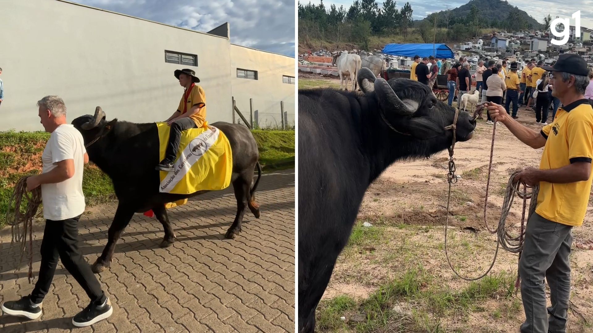 Búfalo que era 'amigo' de pecuarista participa de cortejo fúnebre no RS