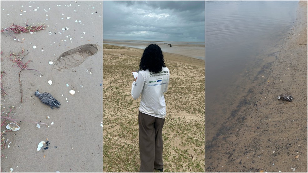 Equipes foram enviadas para investigar as mortes de aves marinhas no Maranhão — Foto: Instituto Amares