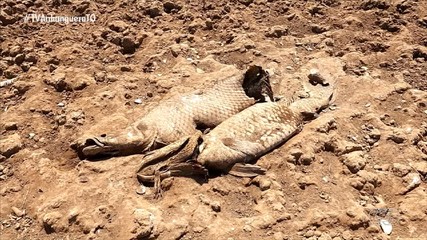 Estiagem afeta severamente a Ilha do Bananal