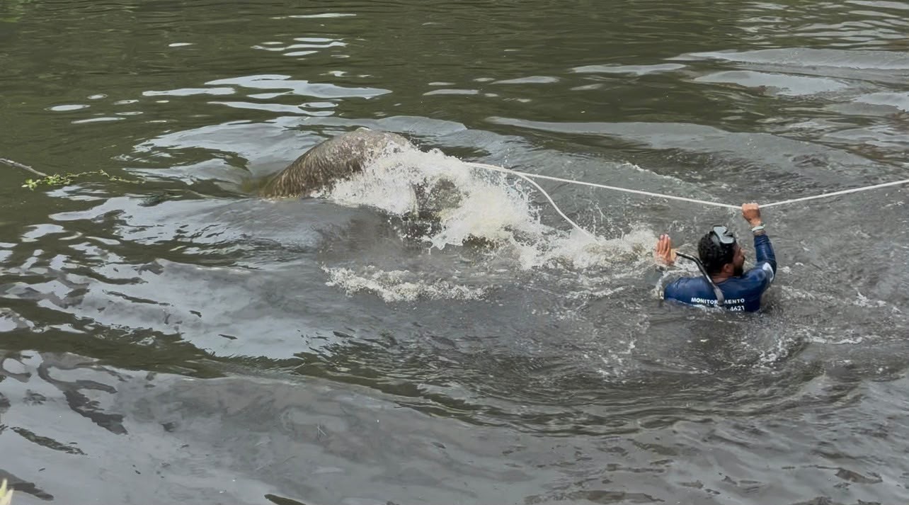 Peixe-boi é resgatado no rio Jaguaribe, em João Pessoa