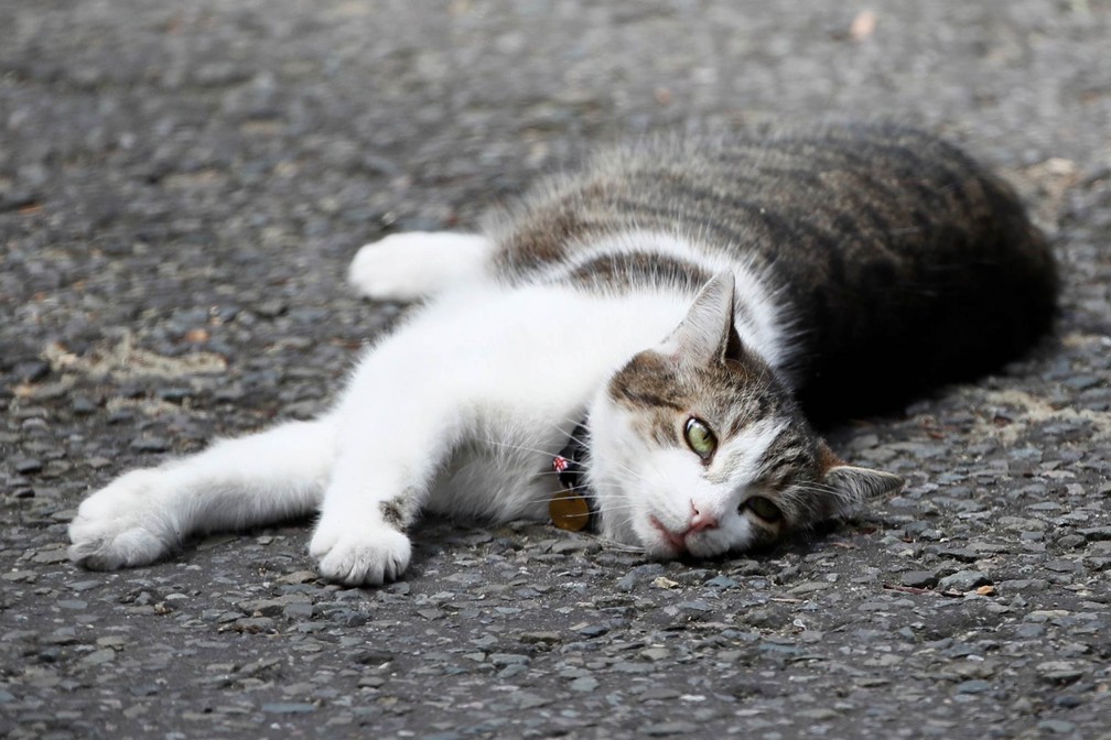 Larry descansa deitado na Downing Street, em Londres, em 2017 — Foto: Stefan Wermuth/Reuters