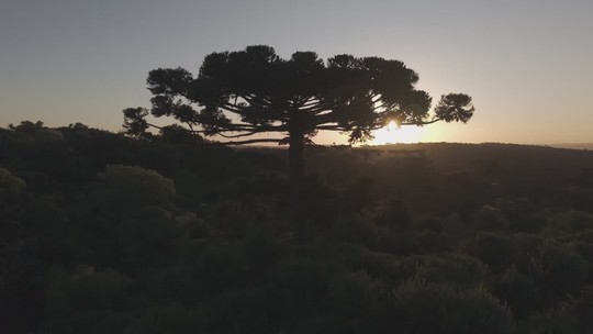Árvore gigante de até 500 anos cai em SC, e cientistas tentam cloná-la para preservar seu DNA - Programa: Globo Rural 
