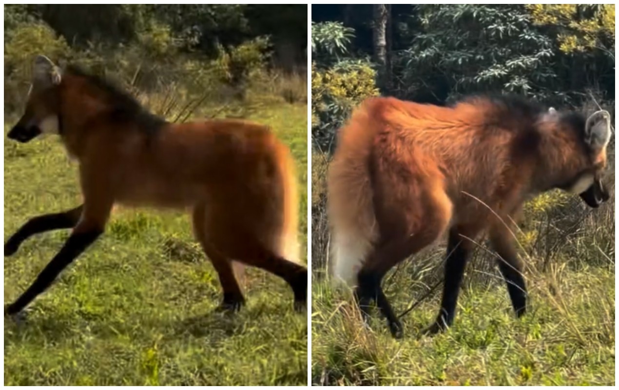 VÍDEO: lobo-guará resgatado após invadir casa é devolvido à natureza no interior de SP