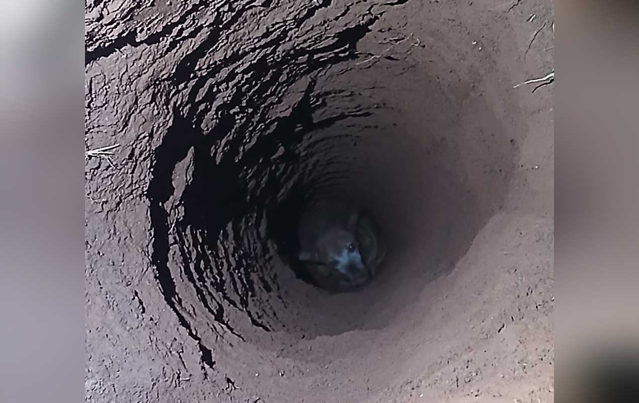 Cachorro é resgatado após cair em buraco de cerca de 5 metros de profundidade no interior de SP