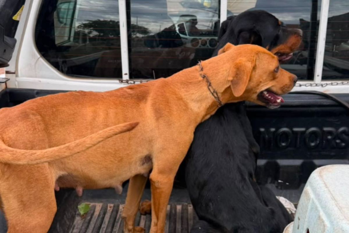 Quatro cães são resgatados em situação de maus-tratos em Barra do Garças (MT) 