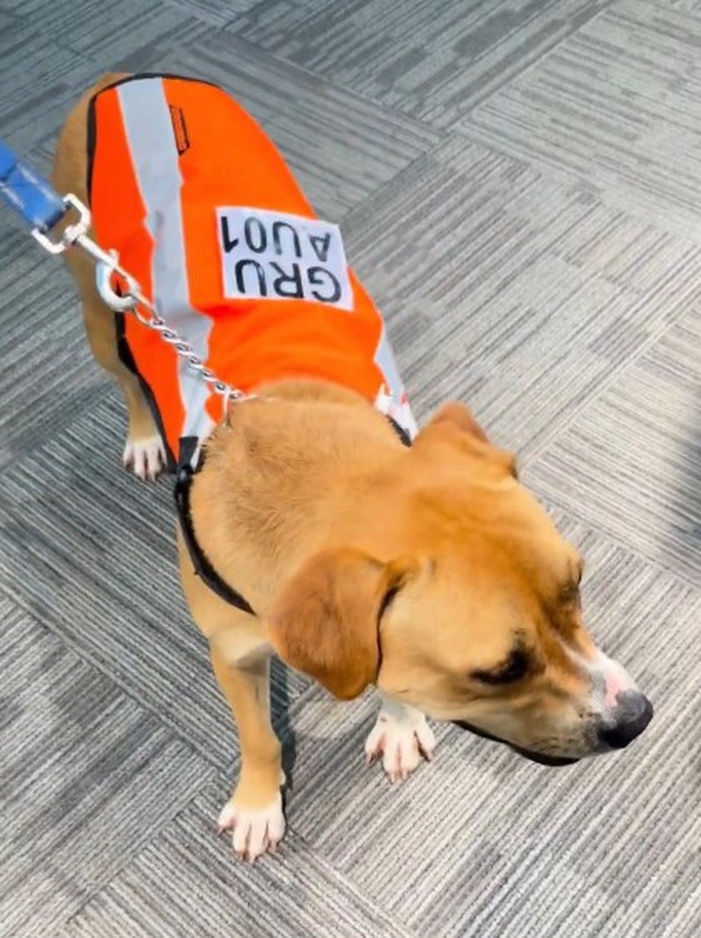 Mascote oficial do Aeroporto Internacional de São Paulo, em Guarulhos — Foto: Divulgação/GRU Airport