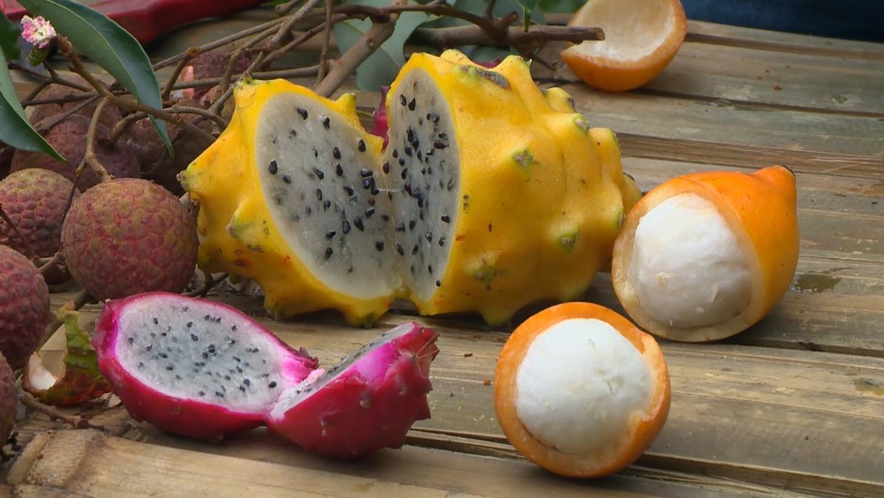 Pitaya e achachairu são apostas de produtores que querem diversificar culturas no Espírito Santo — Foto: Reprodução/TV Gazeta