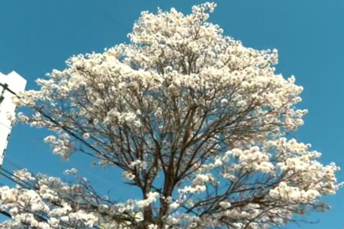 Ipê branco floresce um mês antes do previsto em MS devido a mudança climática, diz especialista