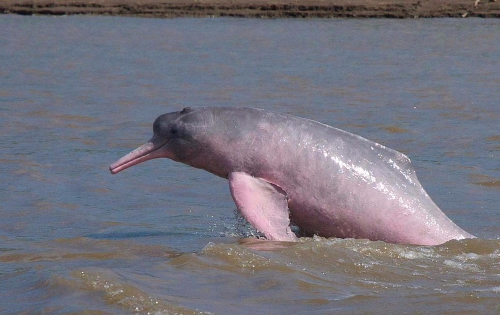 Botos cor-de-rosa vivem na Amazônia — Foto: BBC